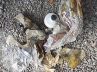 /images/about-meissa/03plastik-aktion/plastic-findings/2024_08_08.jpg
