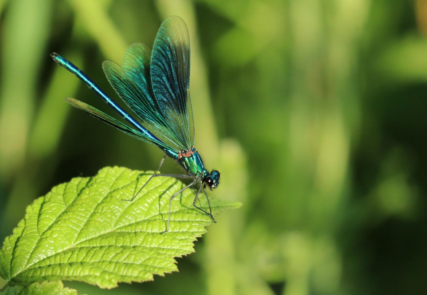 /images/forgejo-support/fs-header.jpg